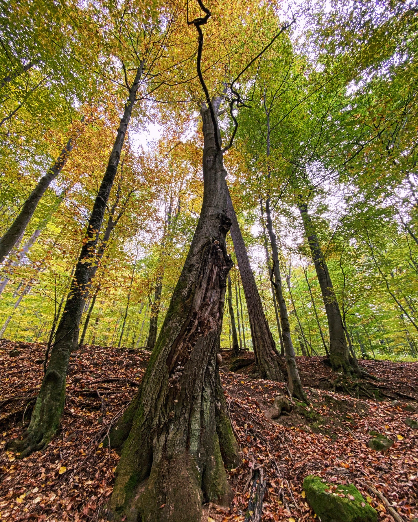 Privát gombásztúra 8-10 fős társaságnak