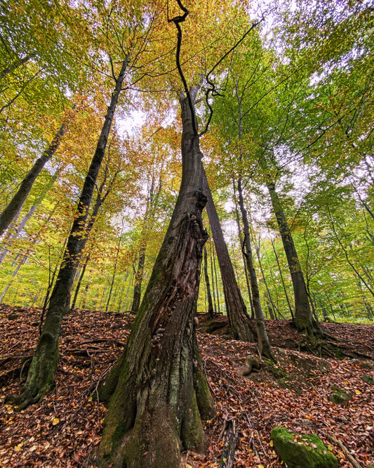 Privát gombásztúra (6-10 fő)